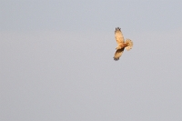 31708 Circus aeruginosus (Falco di palude, maschio adulto)